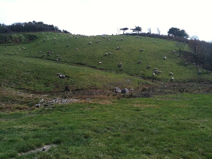 Daegwallyeong Sheep Ranch