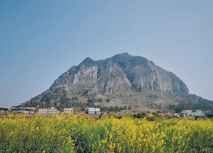 Sanbangsan Canola Field