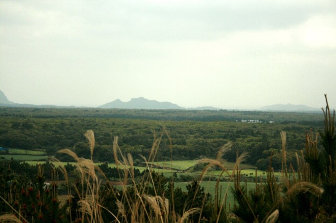 Hwansangsup Forest, Gotjawal Park